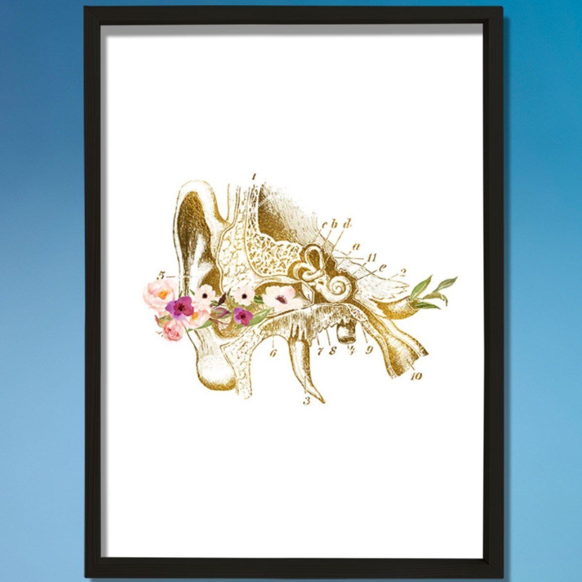 İnsan Kulak Anatomisi, Kulak Sanatsal Baskısı, Odyolog Ofis Dekoru