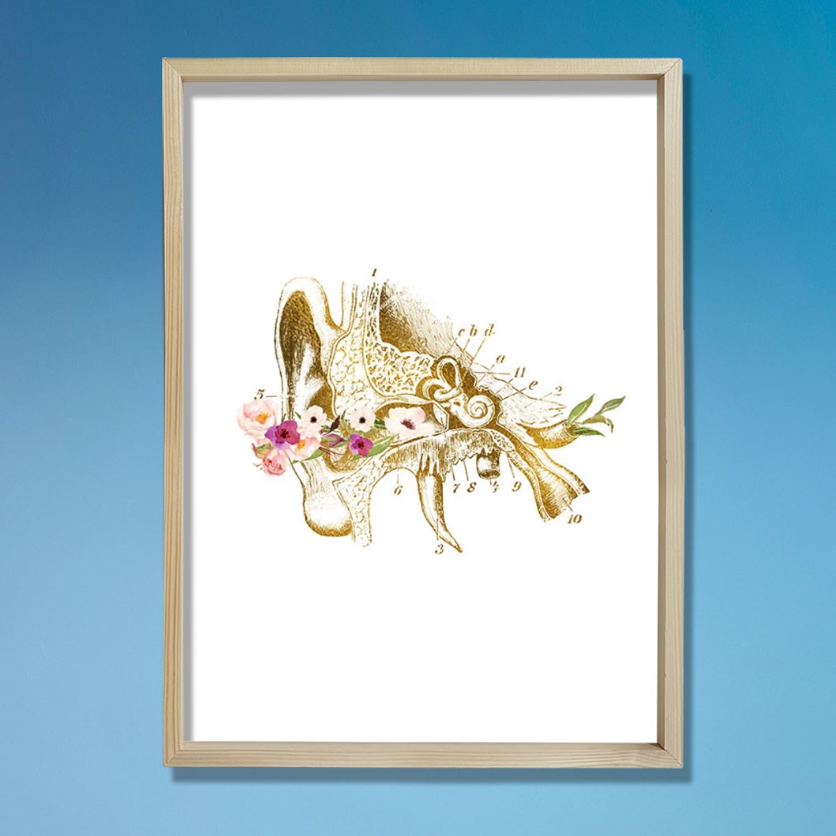 İnsan Kulak Anatomisi, Kulak Sanatsal Baskısı, Odyolog Ofis Dekoru