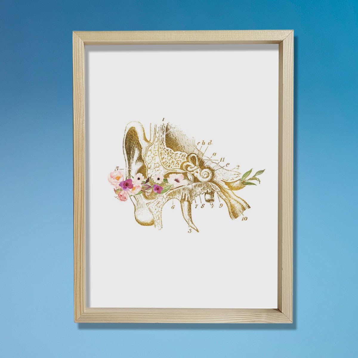 İnsan Kulak Anatomisi, Kulak Sanatsal Baskısı, Odyolog Ofis Dekoru