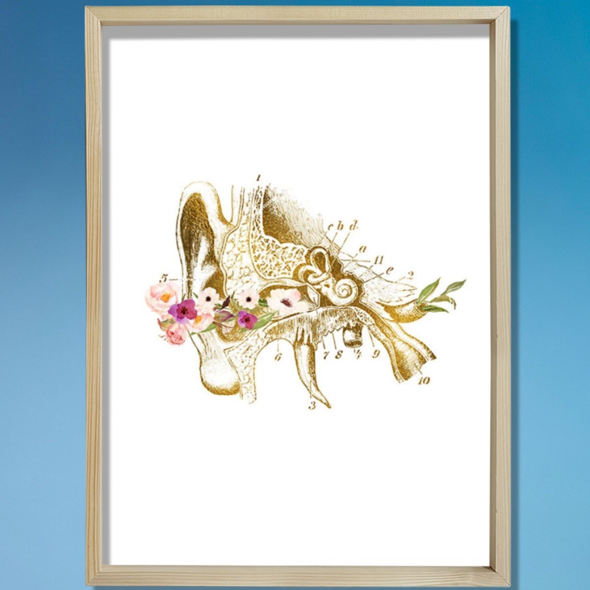 İnsan Kulak Anatomisi, Kulak Sanatsal Baskısı, Odyolog Ofis Dekoru