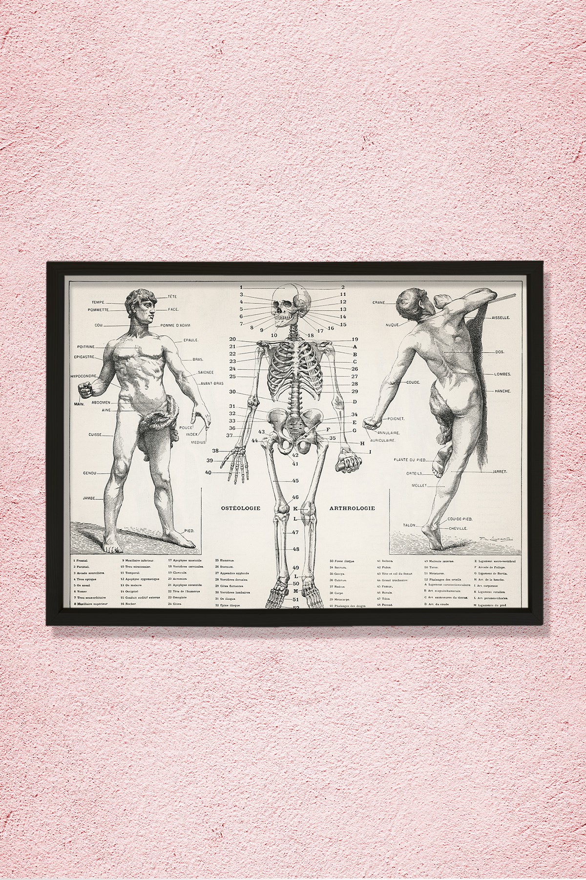 İnsan Vücudunun Antik Bir İllüstrasyonu 1900 Doğal Ahşap Duvar Tablosu