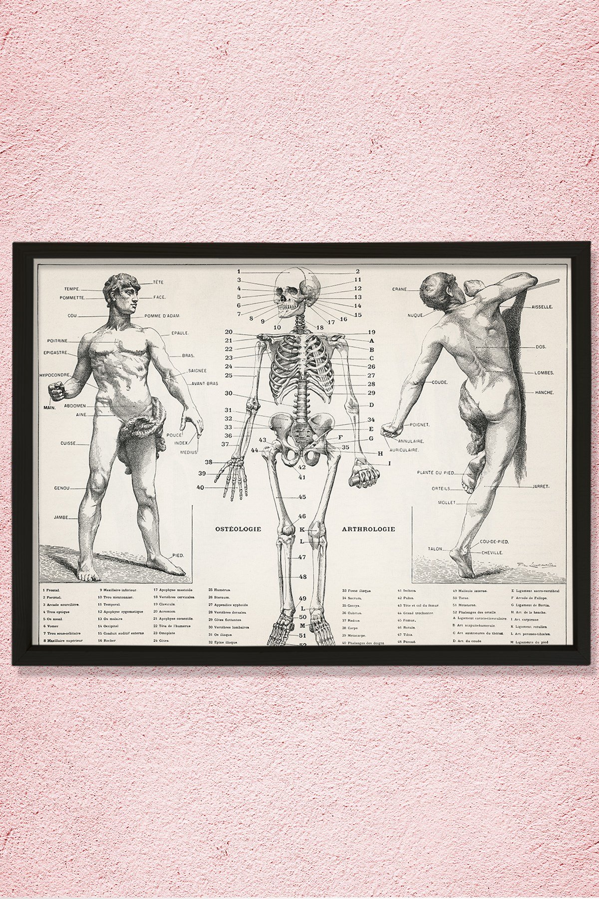 İnsan Vücudunun Antik Bir İllüstrasyonu 1900 Doğal Ahşap Duvar Tablosu