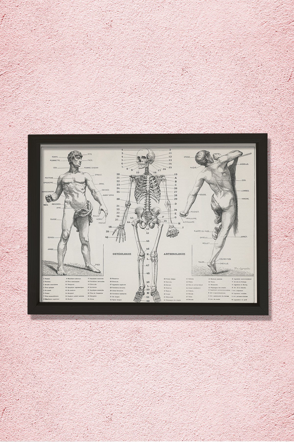 İnsan Vücudunun Antik Bir İllüstrasyonu 1900 Doğal Ahşap Duvar Tablosu