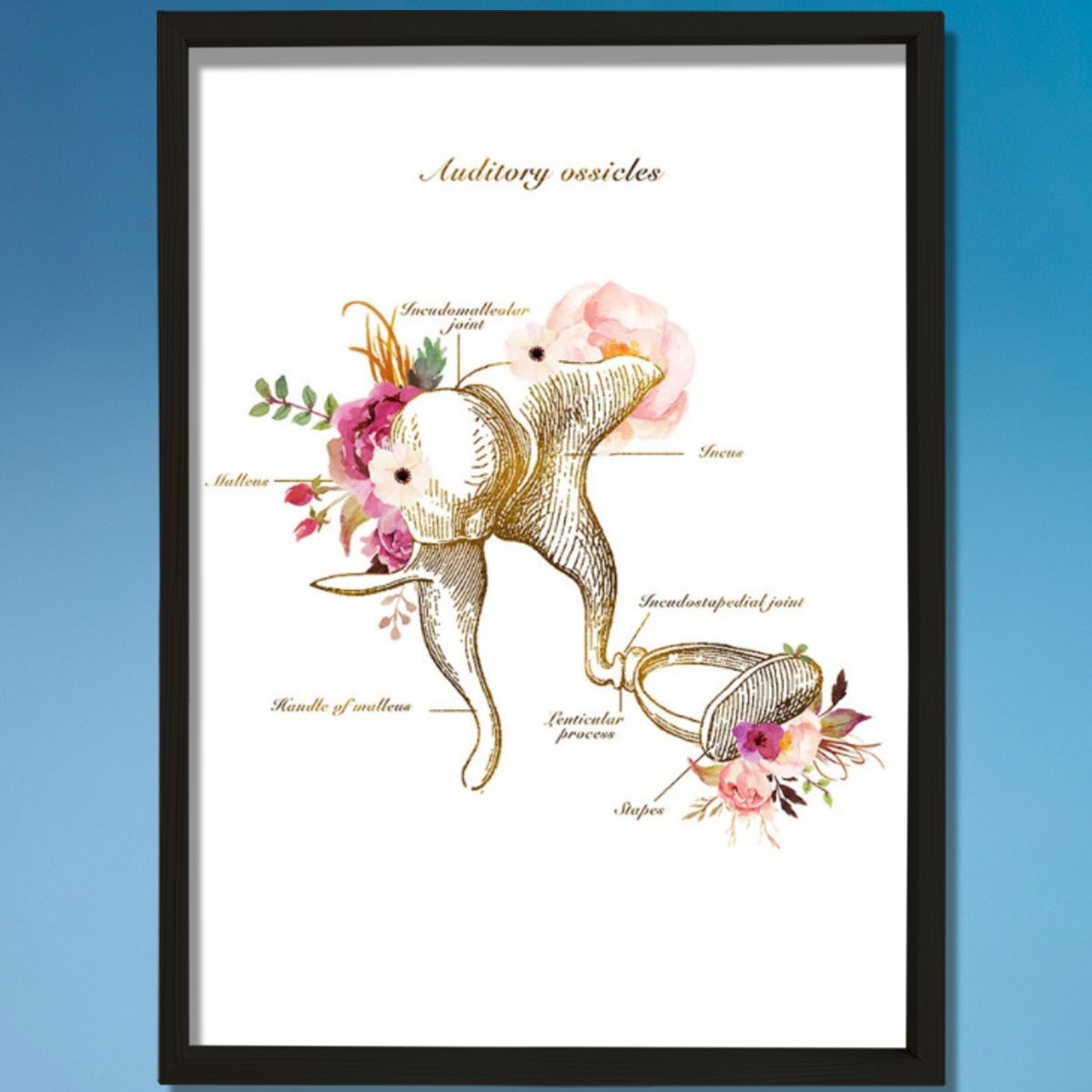 İşitme Kemikleri Anatomi Sanatı, Kulak Anatomisi, Odyolog Ofis Dekoru