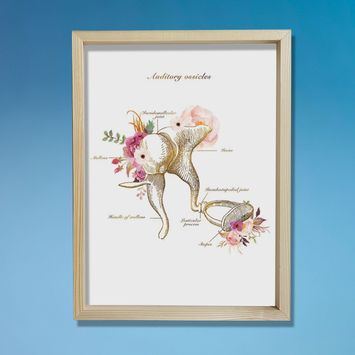 İşitme Kemikleri Anatomi Sanatı, Kulak Anatomisi, Odyolog Ofis Dekoru