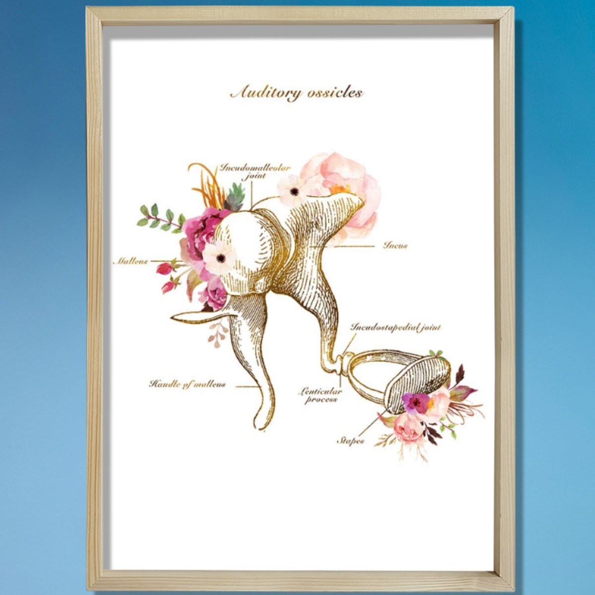 İşitme Kemikleri Anatomi Sanatı, Kulak Anatomisi, Odyolog Ofis Dekoru