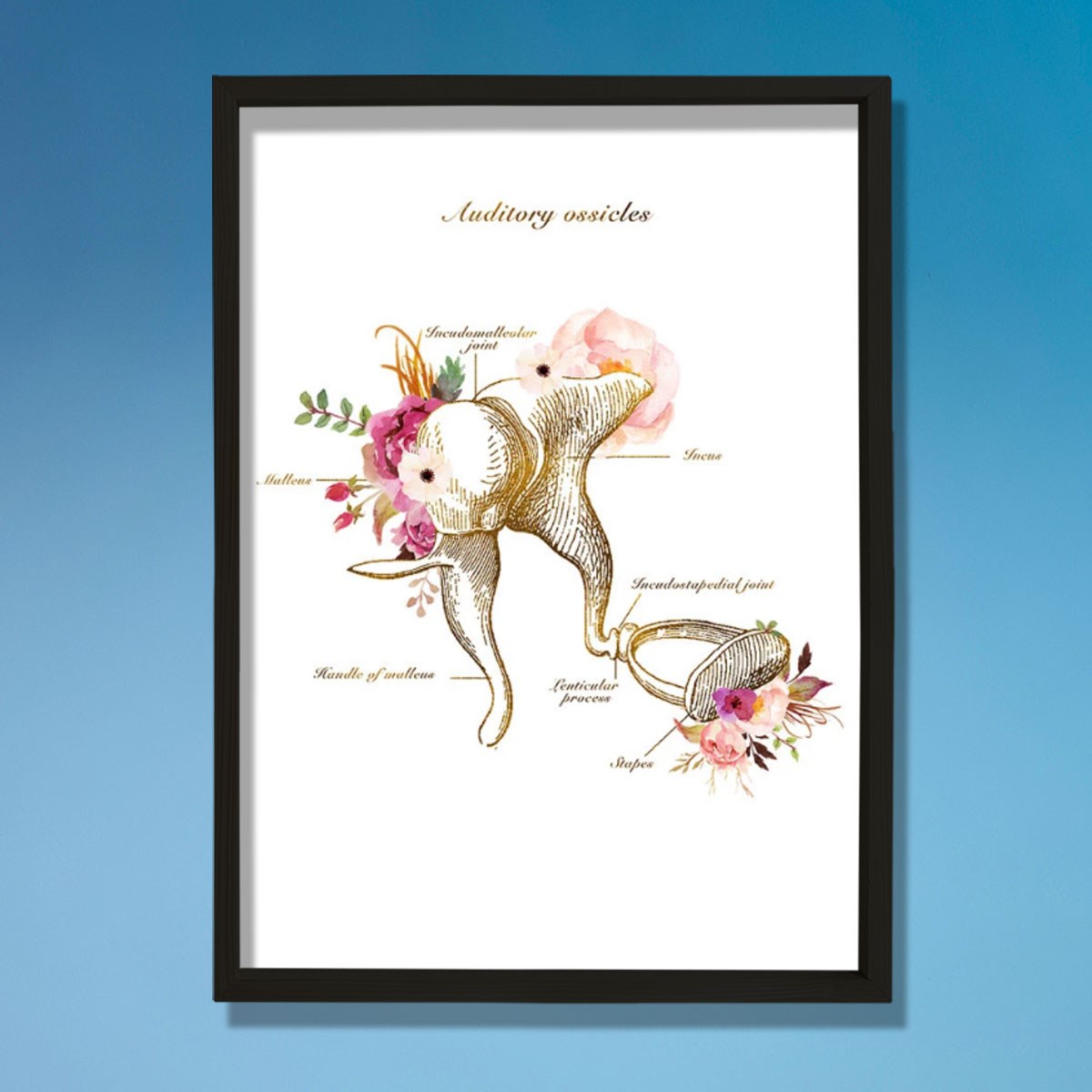 İşitme Kemikleri Anatomi Sanatı, Kulak Anatomisi, Odyolog Ofis Dekoru