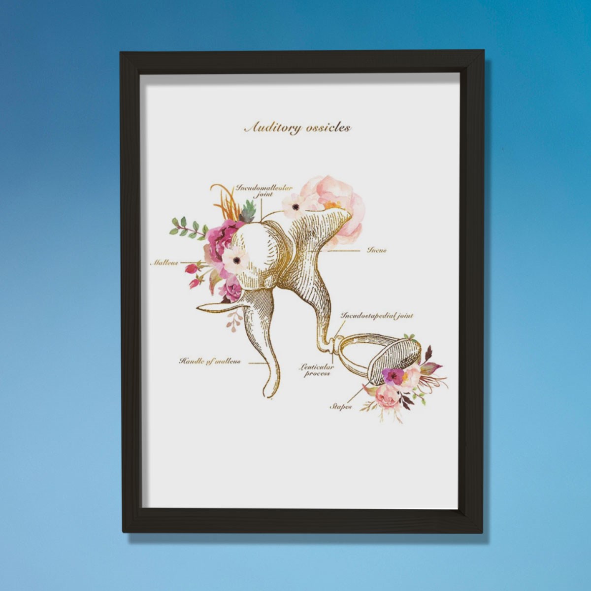 İşitme Kemikleri Anatomi Sanatı, Kulak Anatomisi, Odyolog Ofis Dekoru