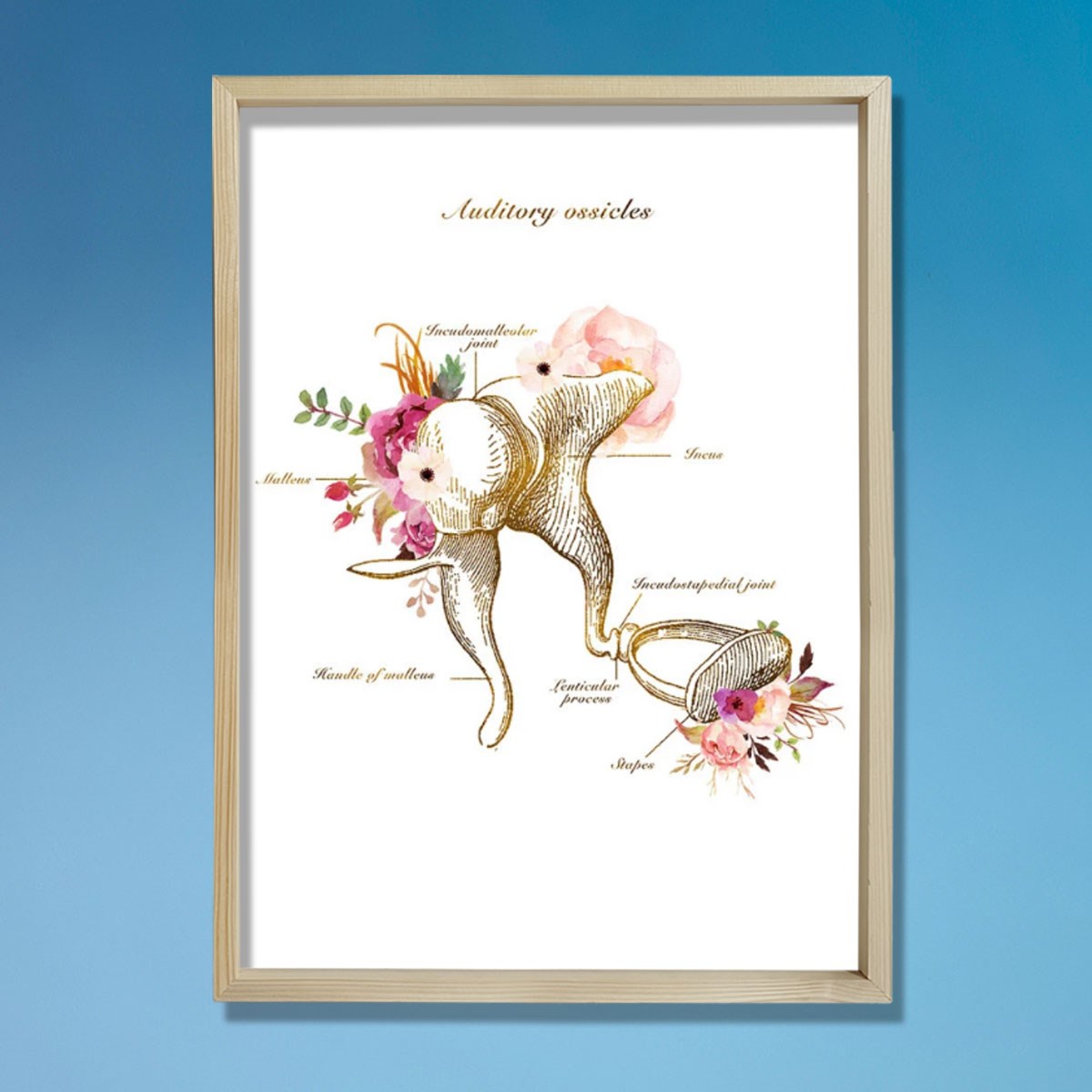 İşitme Kemikleri Anatomi Sanatı, Kulak Anatomisi, Odyolog Ofis Dekoru