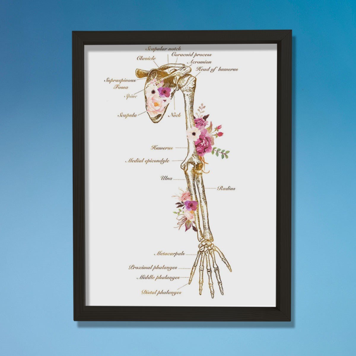 İskelet Sistemi Baskısı, Kol Kemiği Ve Anatomi Sanatı, Kiropraktör Ofisi Duvar Tablosu