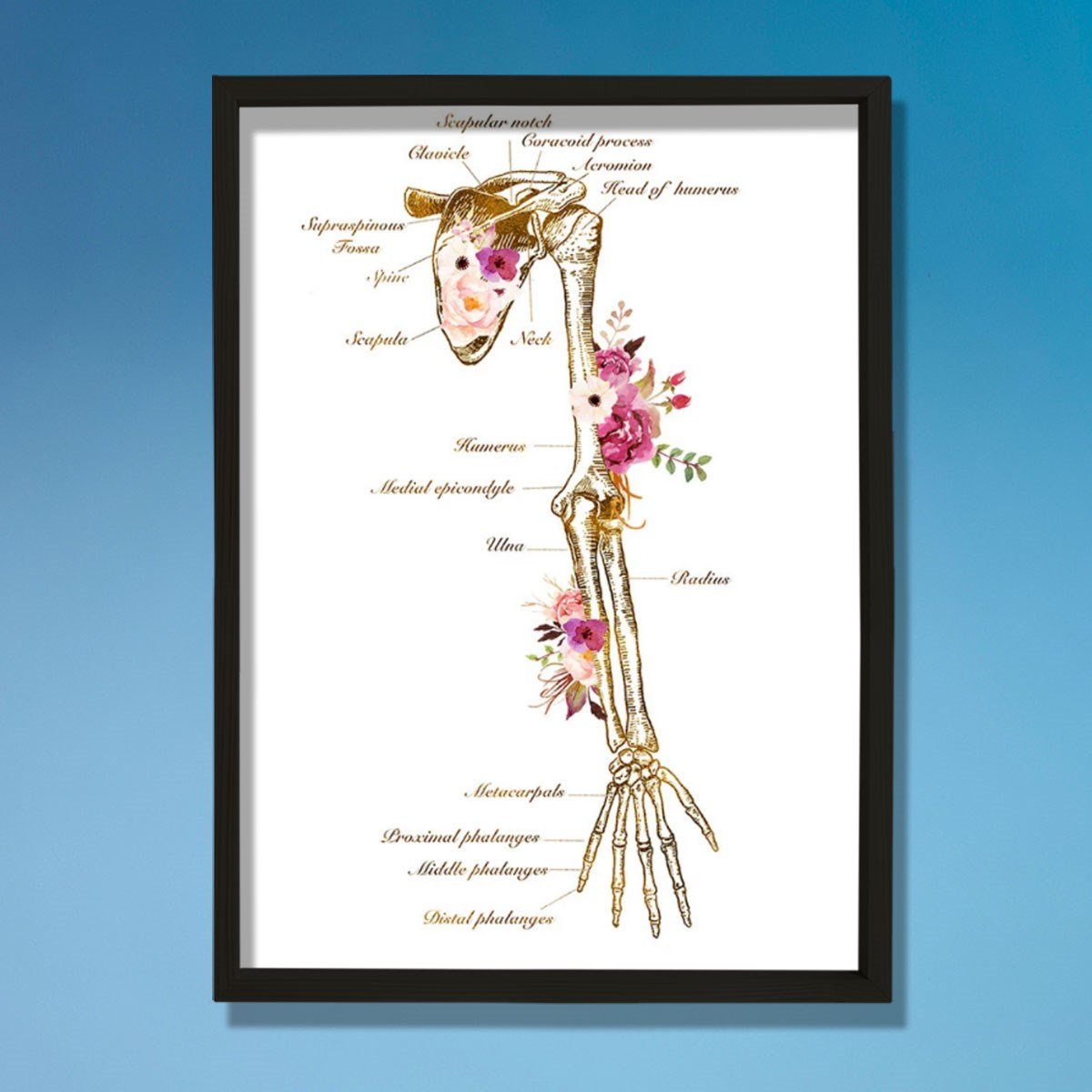 İskelet Sistemi Baskısı, Kol Kemiği Ve Anatomi Sanatı, Kiropraktör Ofisi Duvar Tablosu