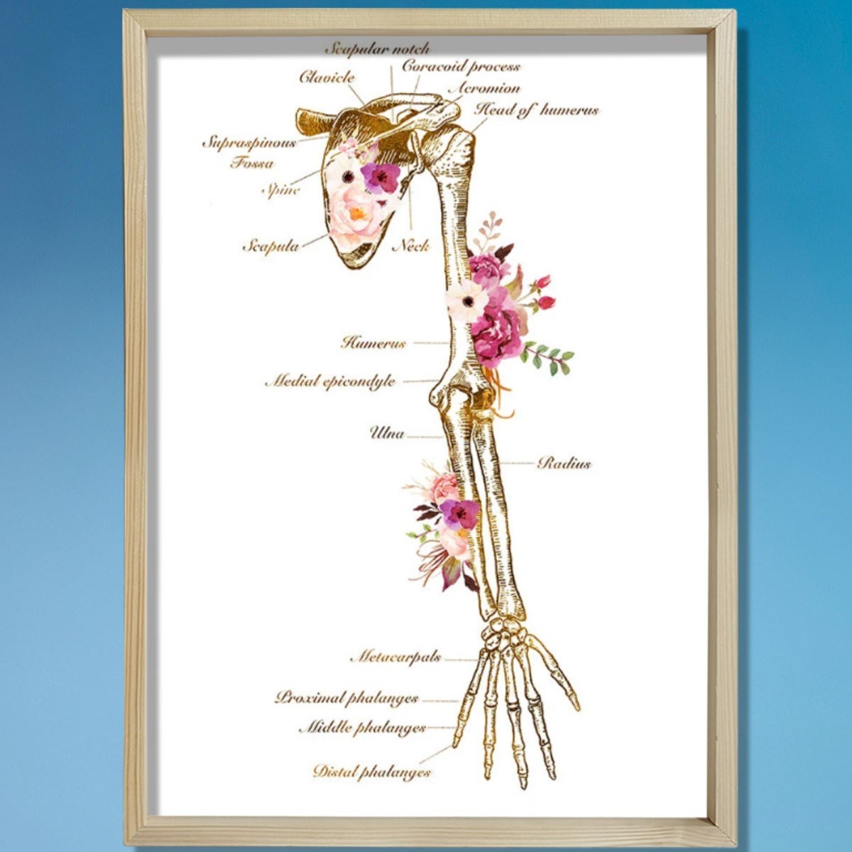 İskelet Sistemi Baskısı, Kol Kemiği Ve Anatomi Sanatı, Kiropraktör Ofisi Duvar Tablosu