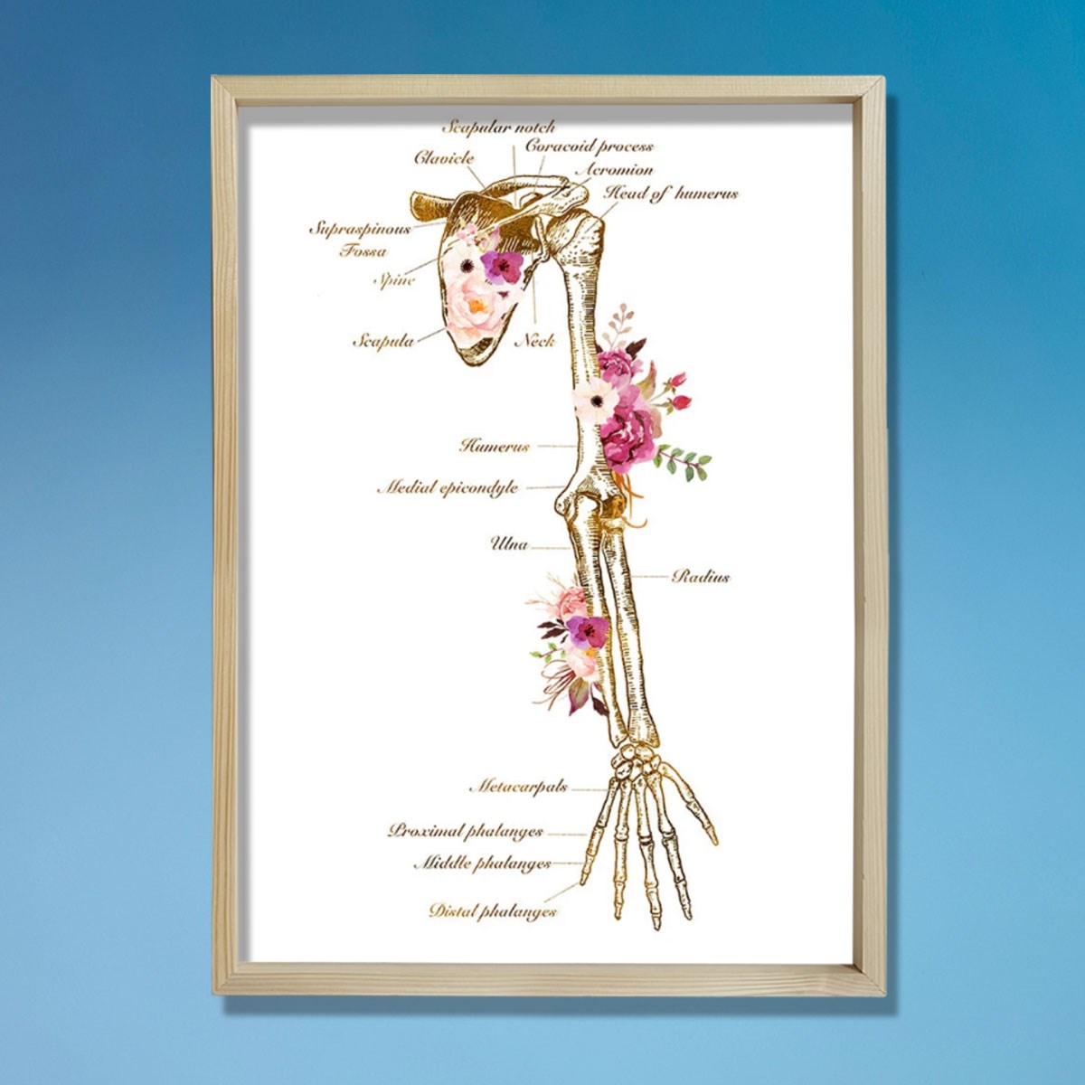 İskelet Sistemi Baskısı, Kol Kemiği Ve Anatomi Sanatı, Kiropraktör Ofisi Duvar Tablosu