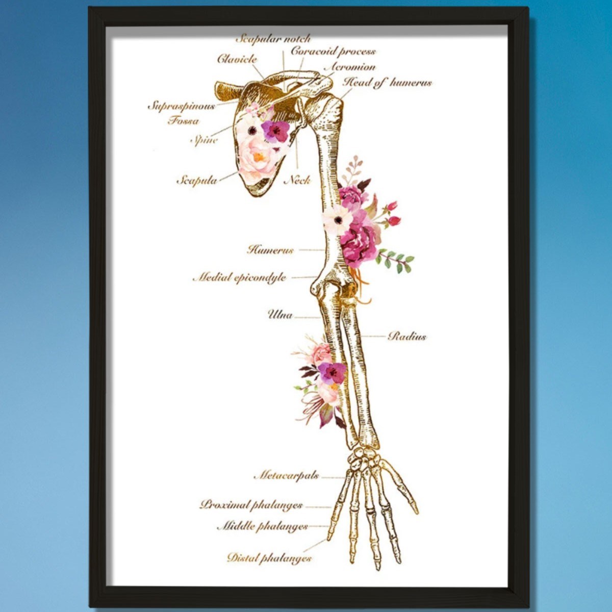 İskelet Sistemi Baskısı, Kol Kemiği Ve Anatomi Sanatı, Kiropraktör Ofisi Duvar Tablosu