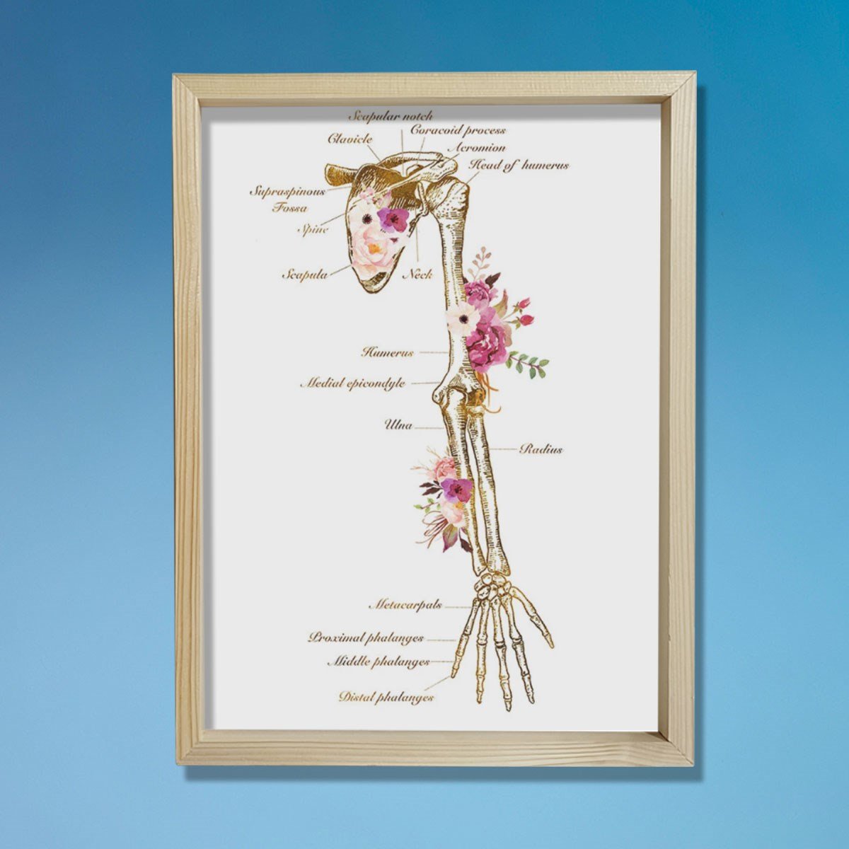 İskelet Sistemi Baskısı, Kol Kemiği Ve Anatomi Sanatı, Kiropraktör Ofisi Duvar Tablosu