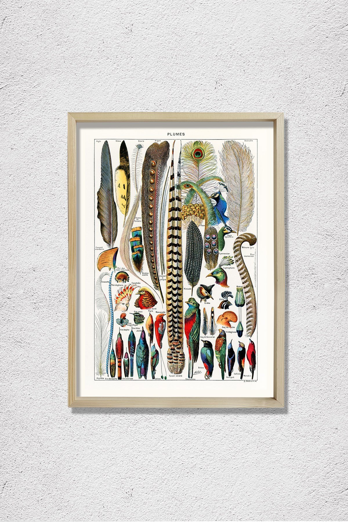 Kuş Tüyü Kolleksiyonu 1857 Doğal Ahşap Duvar Tablosu