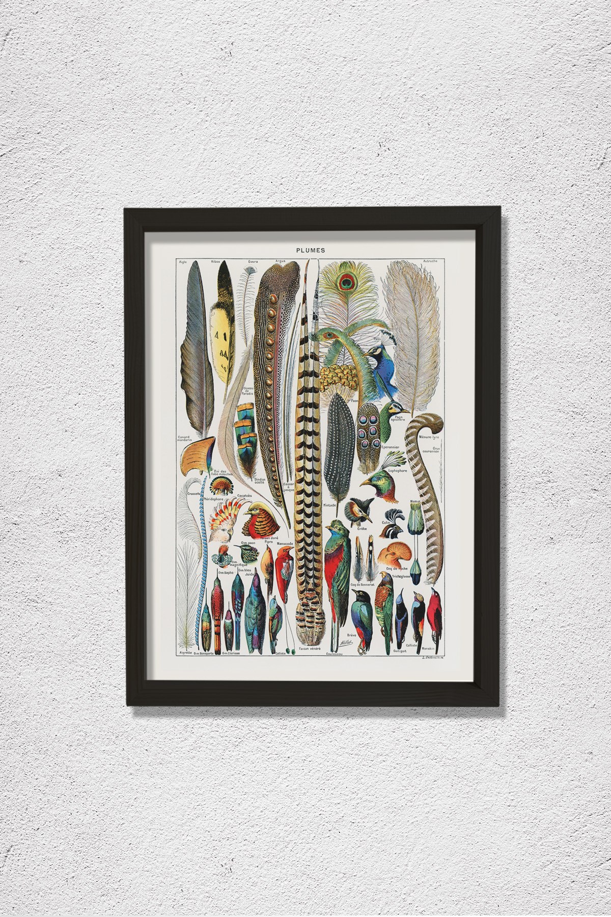 Kuş Tüyü Kolleksiyonu 1857 Doğal Ahşap Duvar Tablosu