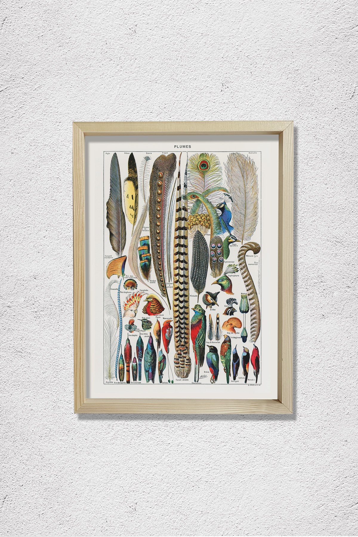 Kuş Tüyü Kolleksiyonu 1857 Doğal Ahşap Duvar Tablosu