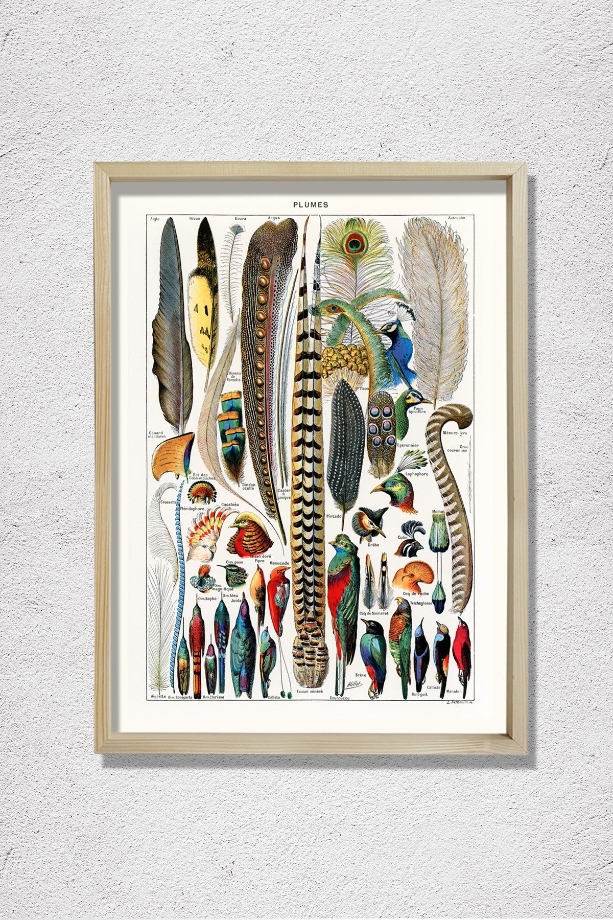 Kuş Tüyü Kolleksiyonu 1857 Doğal Ahşap Duvar Tablosu