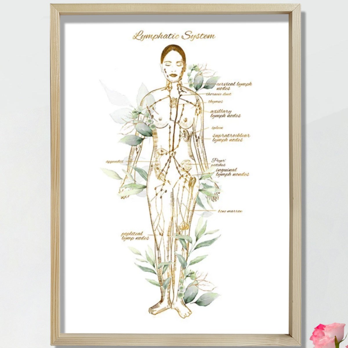 Lenfatik Sistem Sanatı, Endokrinoloji Dekoru, Lenf Düğümleri Anatomi Sanatı, Doktor Hediyesi