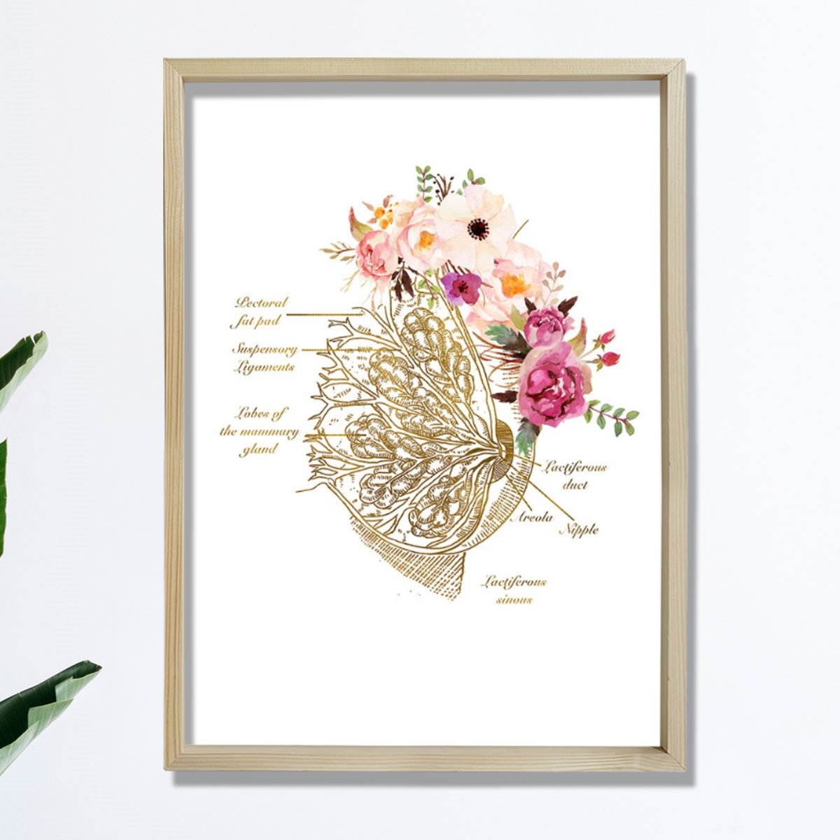 Meme Bezi Anatomisi Sanatı, Obgyn Ofis Dekoru