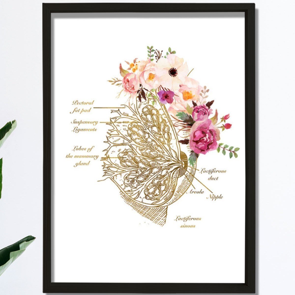 Meme Bezi Anatomisi Sanatı, Obgyn Ofis Dekoru