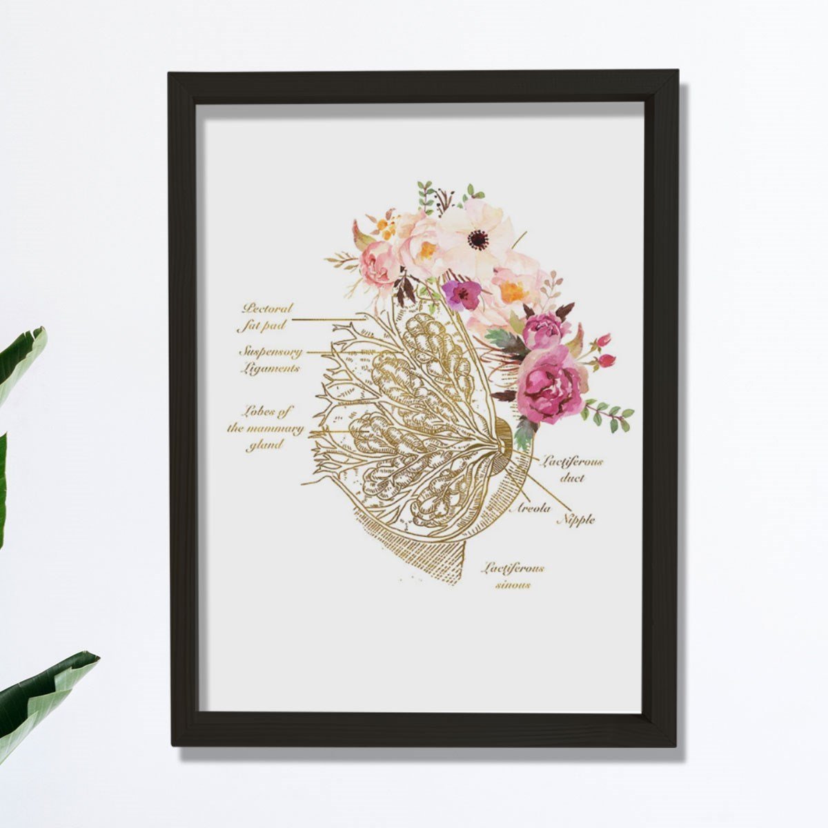 Meme Bezi Anatomisi Sanatı, Obgyn Ofis Dekoru