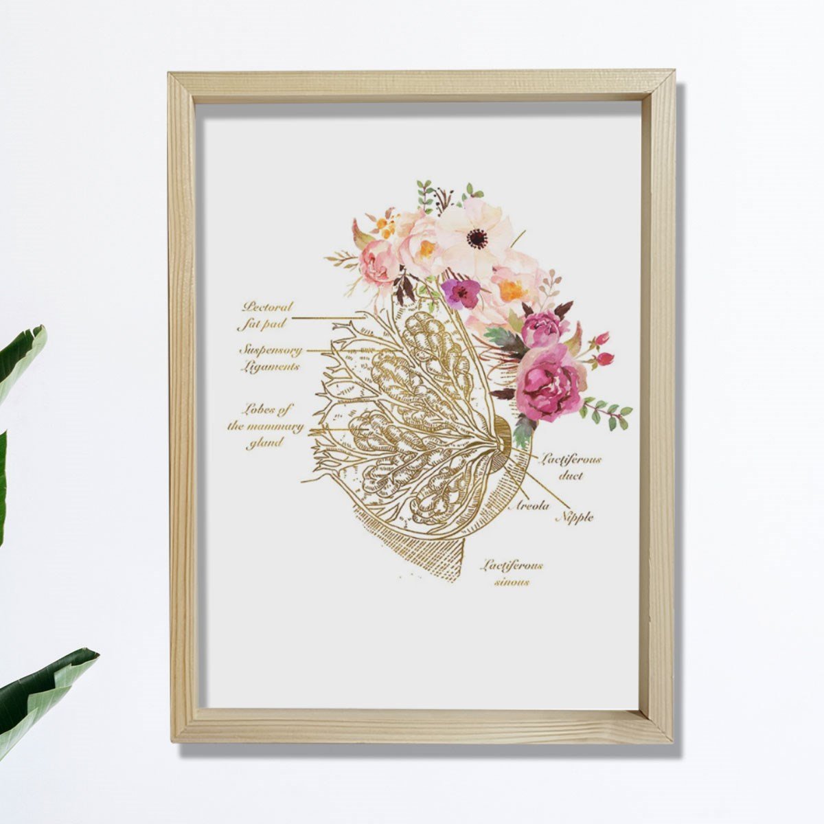 Meme Bezi Anatomisi Sanatı, Obgyn Ofis Dekoru