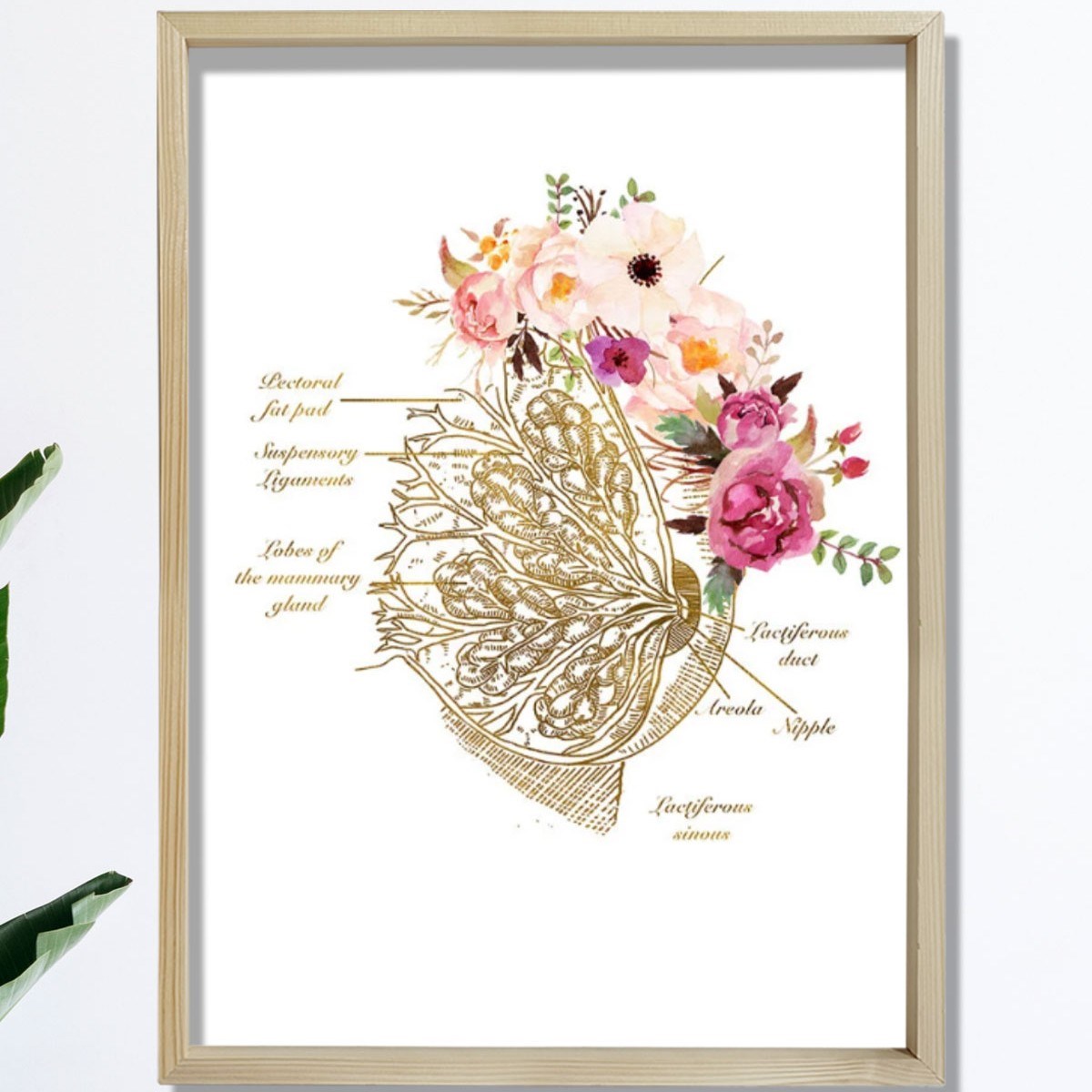 Meme Bezi Anatomisi Sanatı, Obgyn Ofis Dekoru