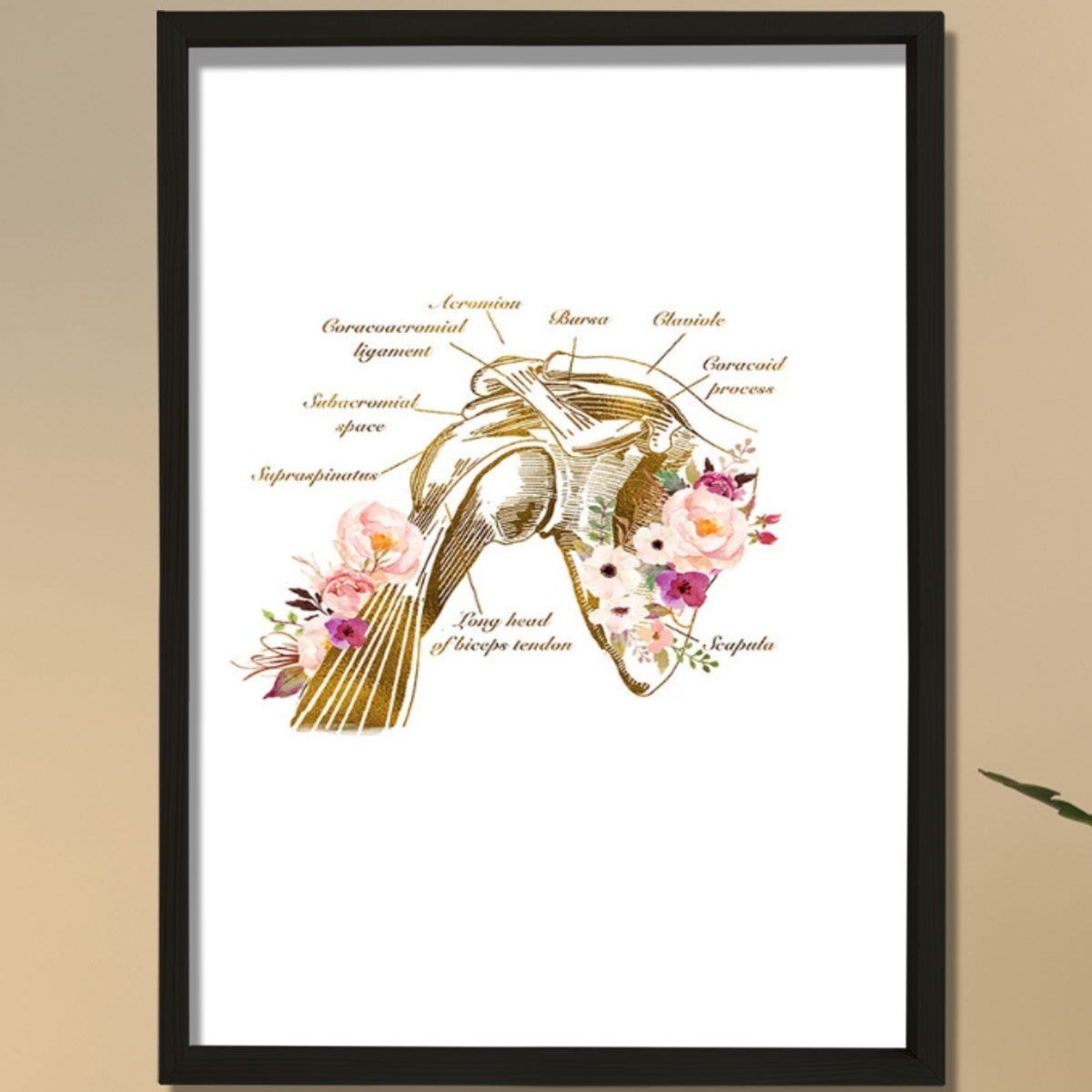 Omuz Anatomisi Baskısı, Fizyoterapist Hediyesi, Omuz Anatomisi Baskısı, Fizyoterapist Hediyesi,