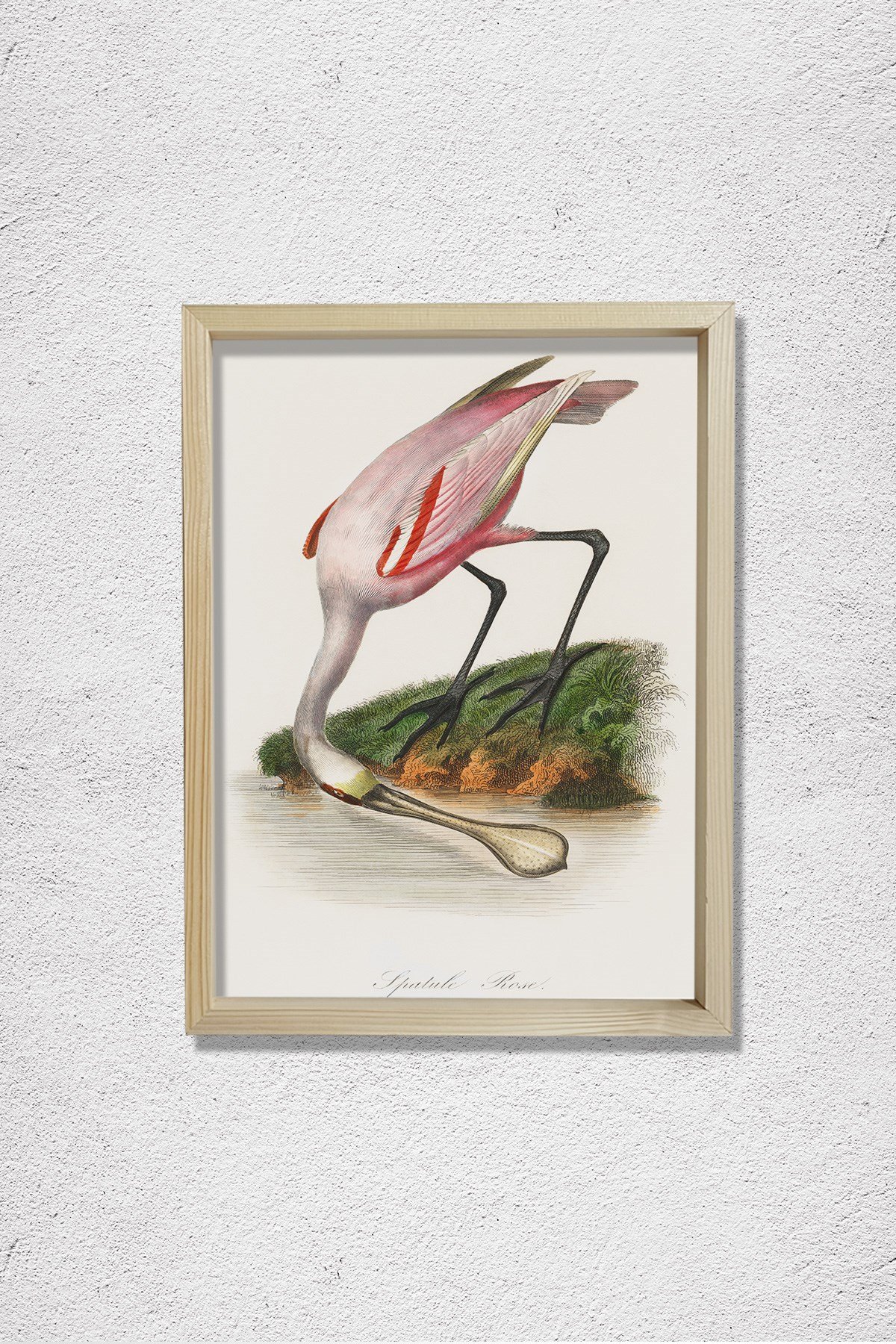 Pembe Kaşıkçı Kuşu 1842 Doğal Ahşap Duvar Tablosu