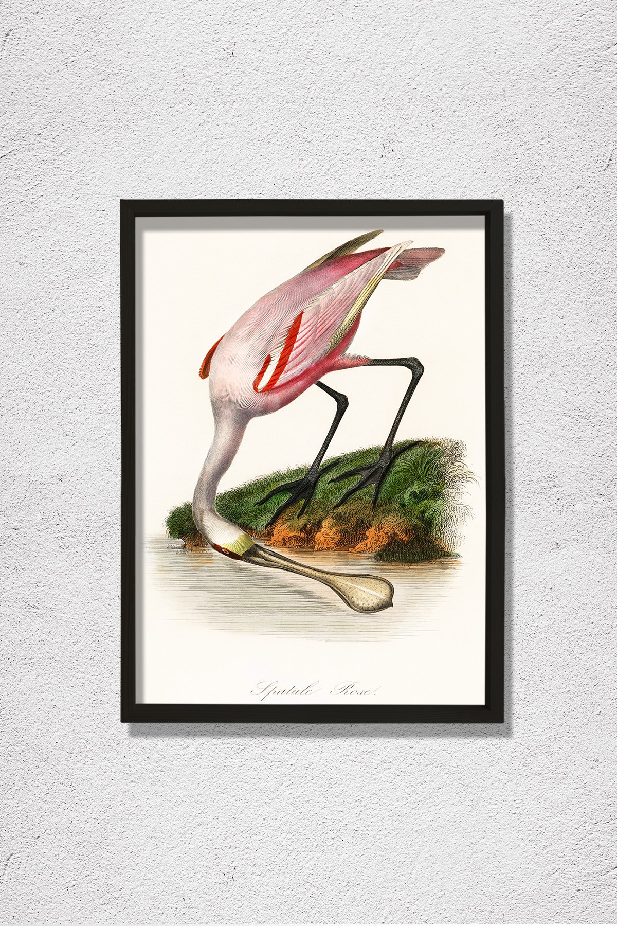 Pembe Kaşıkçı Kuşu 1842 Doğal Ahşap Duvar Tablosu