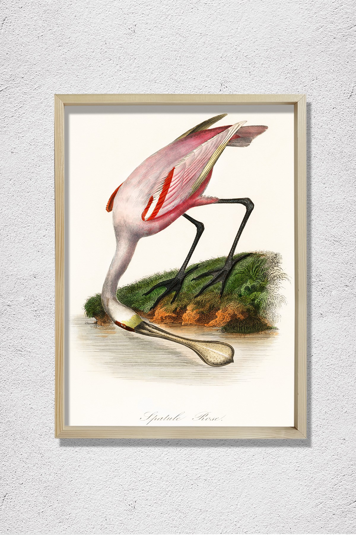 Pembe Kaşıkçı Kuşu 1842 Doğal Ahşap Duvar Tablosu