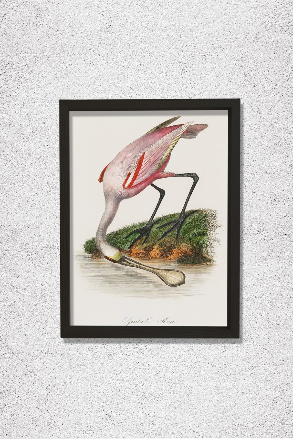 Pembe Kaşıkçı Kuşu 1842 Doğal Ahşap Duvar Tablosu