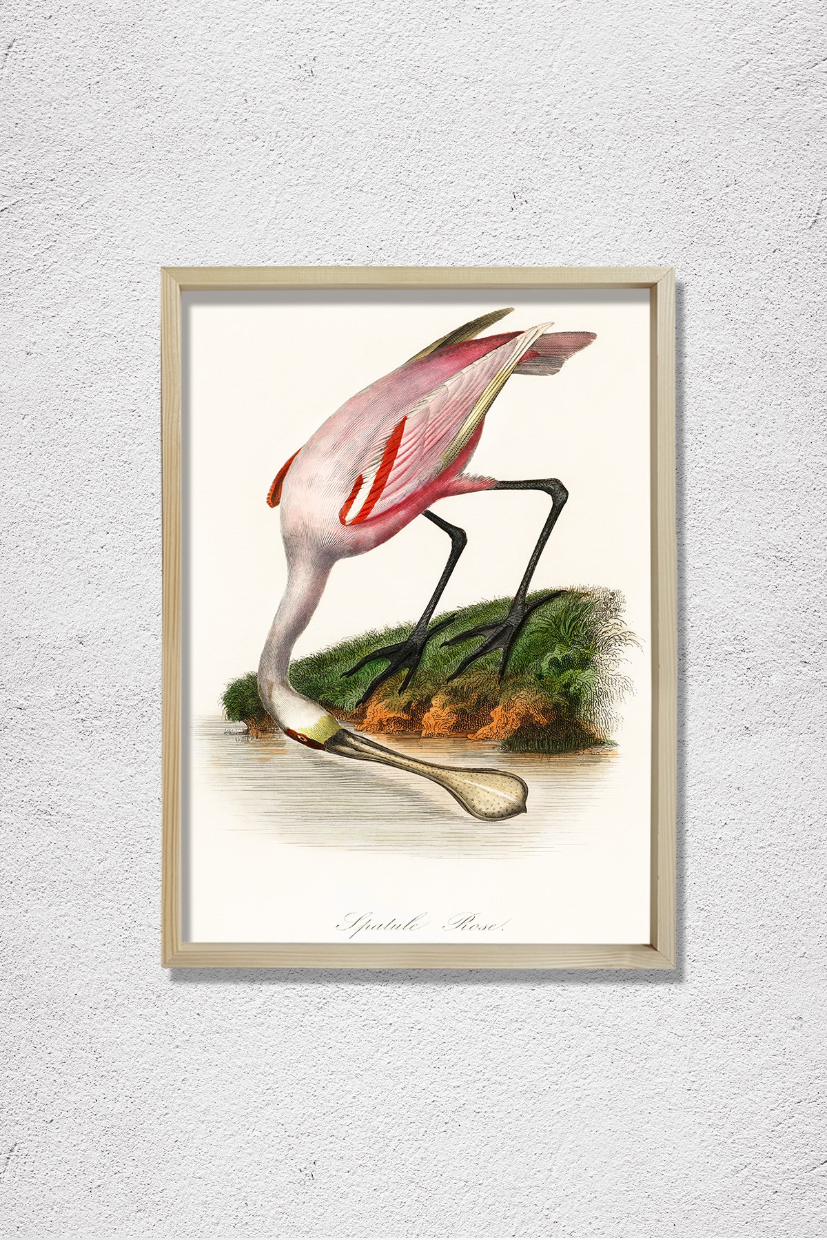 Pembe Kaşıkçı Kuşu 1842 Doğal Ahşap Duvar Tablosu