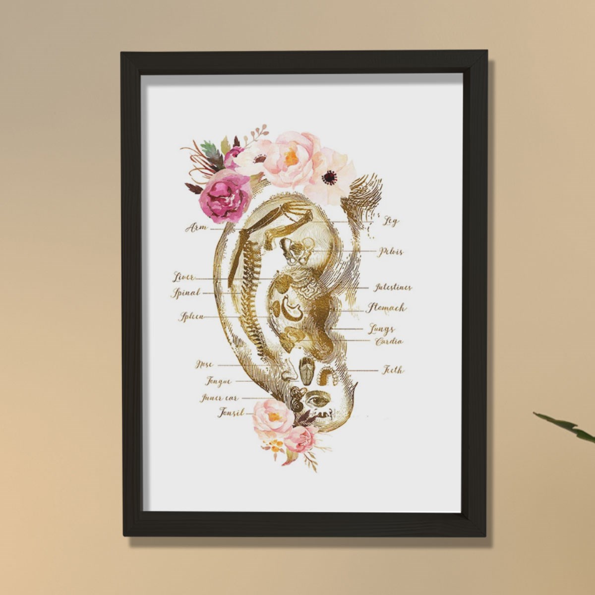 Refleksoloji Kulak Çizelgesi, Akupunktur Hediyesi, Masaj Terapisti Dekoru