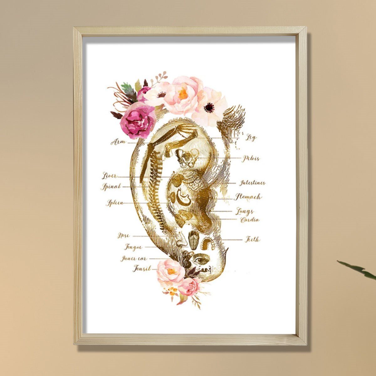 Refleksoloji Kulak Çizelgesi, Akupunktur Hediyesi, Masaj Terapisti Dekoru