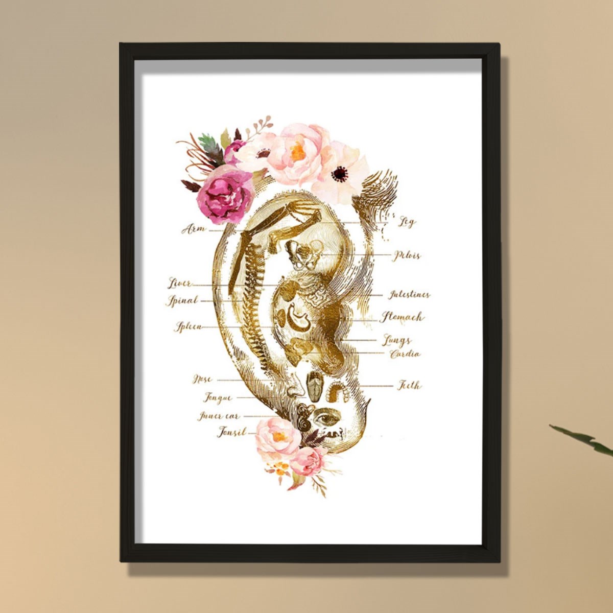 Refleksoloji Kulak Çizelgesi, Akupunktur Hediyesi, Masaj Terapisti Dekoru