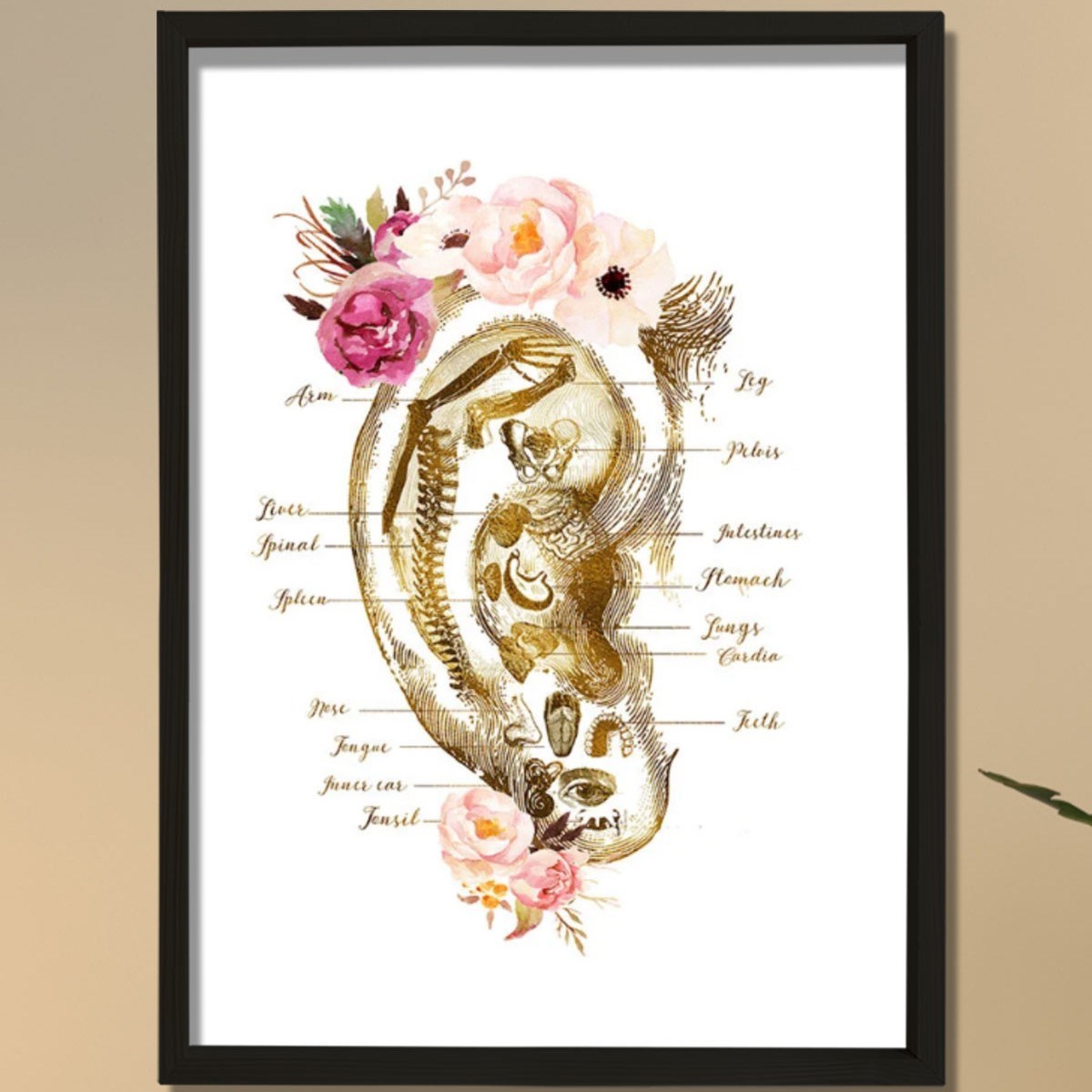 Refleksoloji Kulak Çizelgesi, Akupunktur Hediyesi, Masaj Terapisti Dekoru