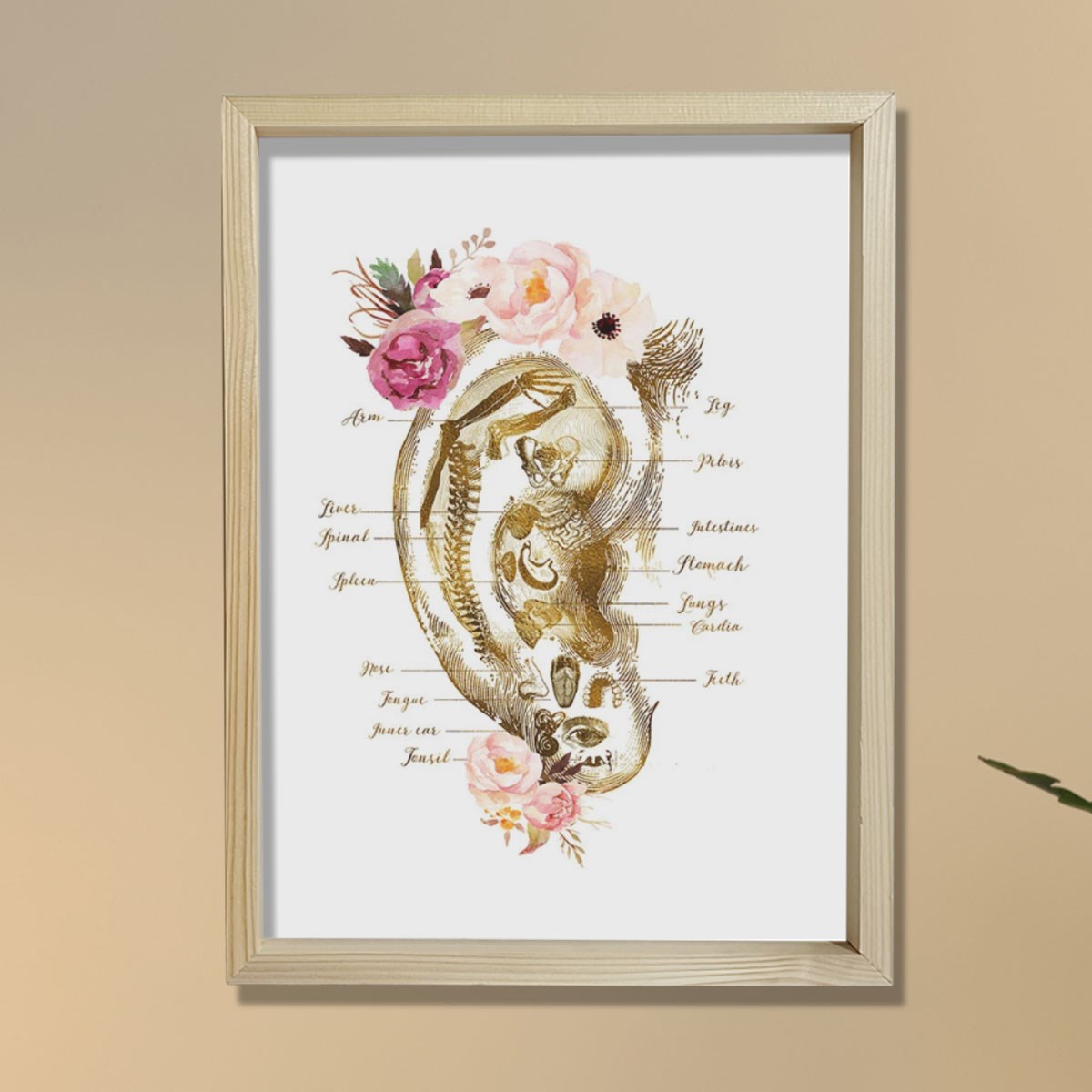 Refleksoloji Kulak Çizelgesi, Akupunktur Hediyesi, Masaj Terapisti Dekoru