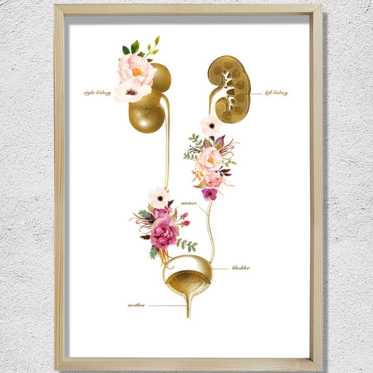 Üriner sistem, İdrar Yolu Anatomisi Sanatı, Nefroloji Ofis Dekoru