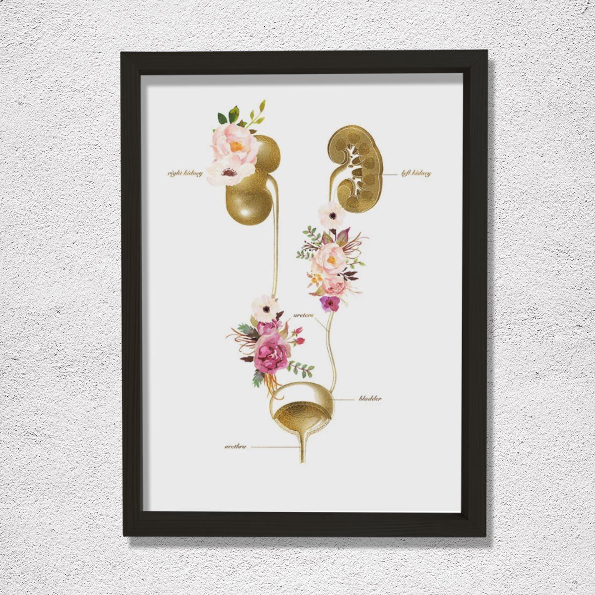 Üriner sistem, İdrar Yolu Anatomisi Sanatı, Nefroloji Ofis Dekoru