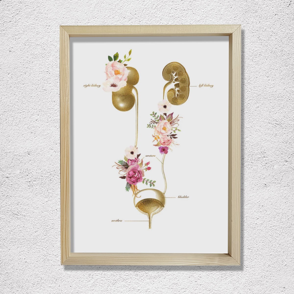 Üriner sistem, İdrar Yolu Anatomisi Sanatı, Nefroloji Ofis Dekoru