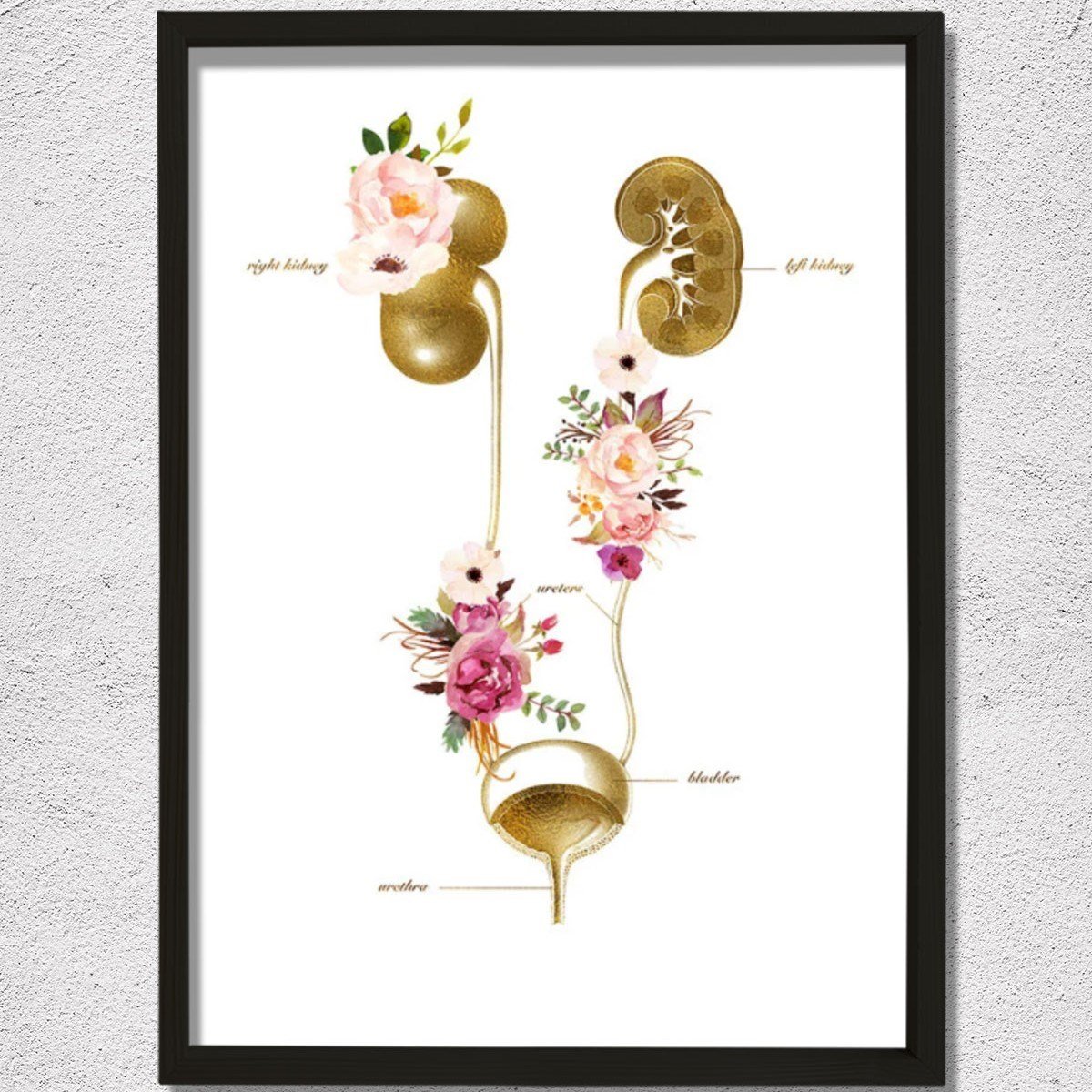 Üriner sistem, İdrar Yolu Anatomisi Sanatı, Nefroloji Ofis Dekoru