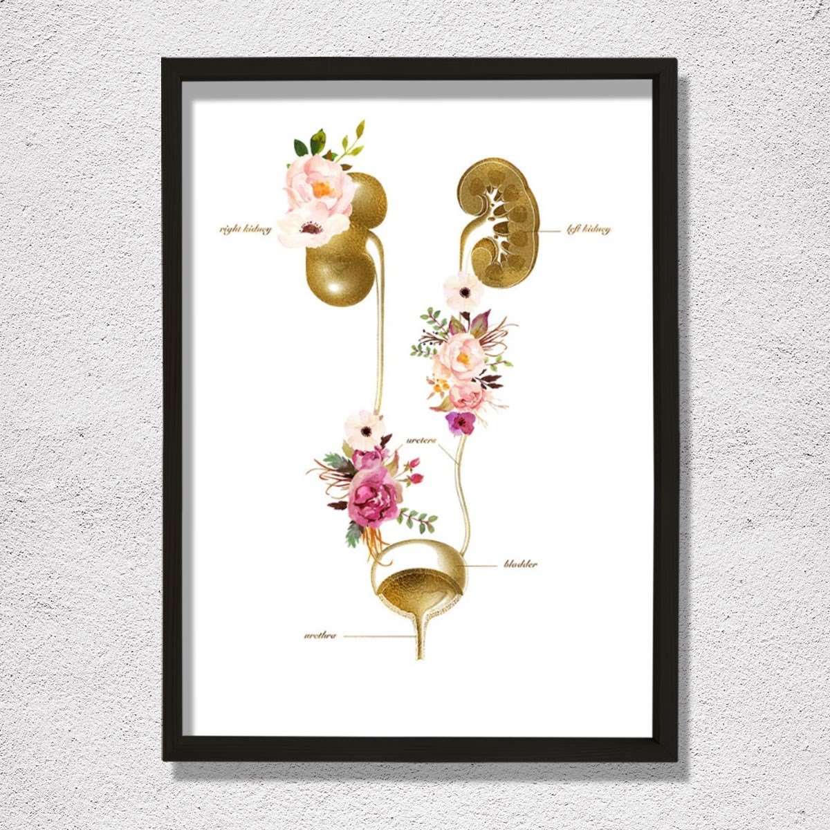 Üriner sistem, İdrar Yolu Anatomisi Sanatı, Nefroloji Ofis Dekoru