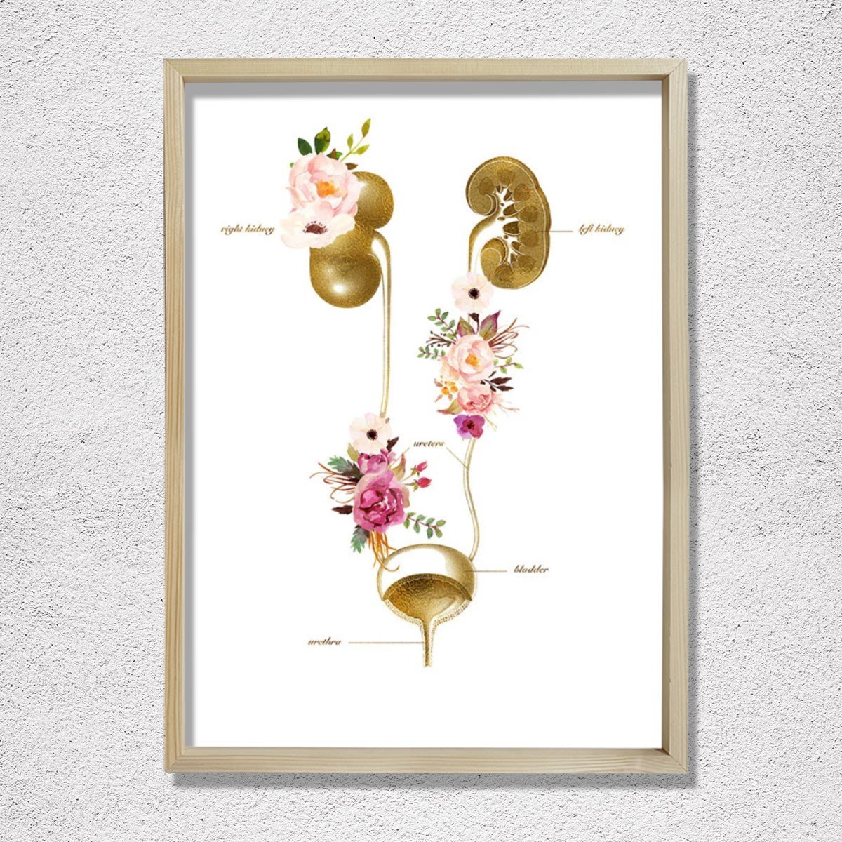 Üriner sistem, İdrar Yolu Anatomisi Sanatı, Nefroloji Ofis Dekoru