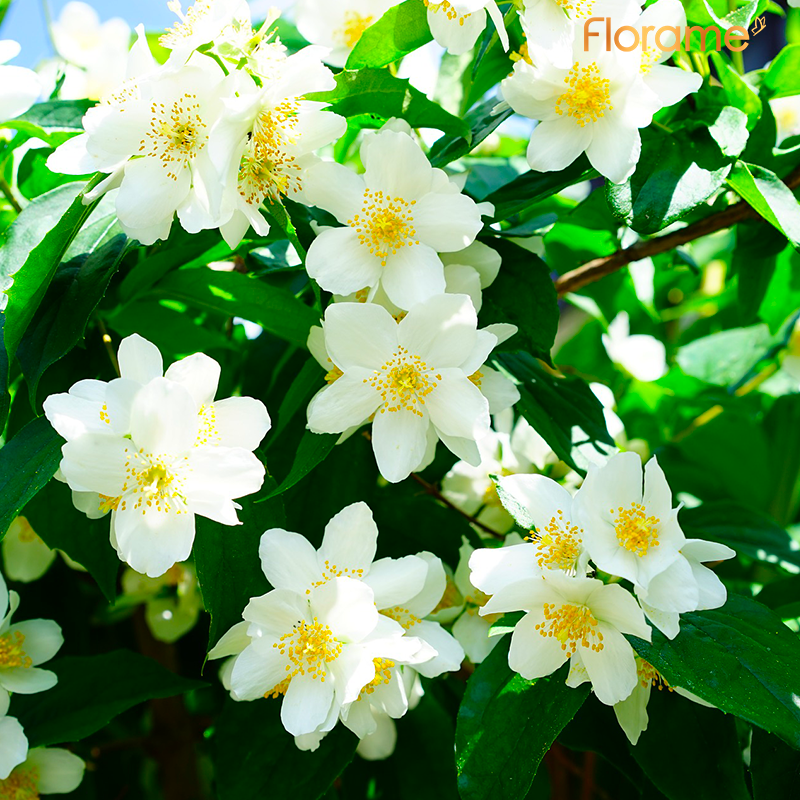 Yasemin Absolüsü (Jasminum grandiflorum)-1 ml