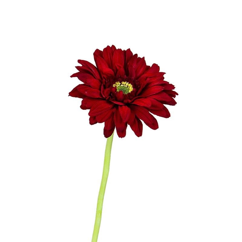 Kuk Tek Dal Gerbera Kırmızı 63 cm