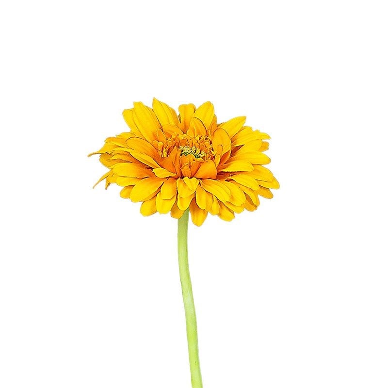 Kuk Tek Dal Gerbera Sarı 63 cm