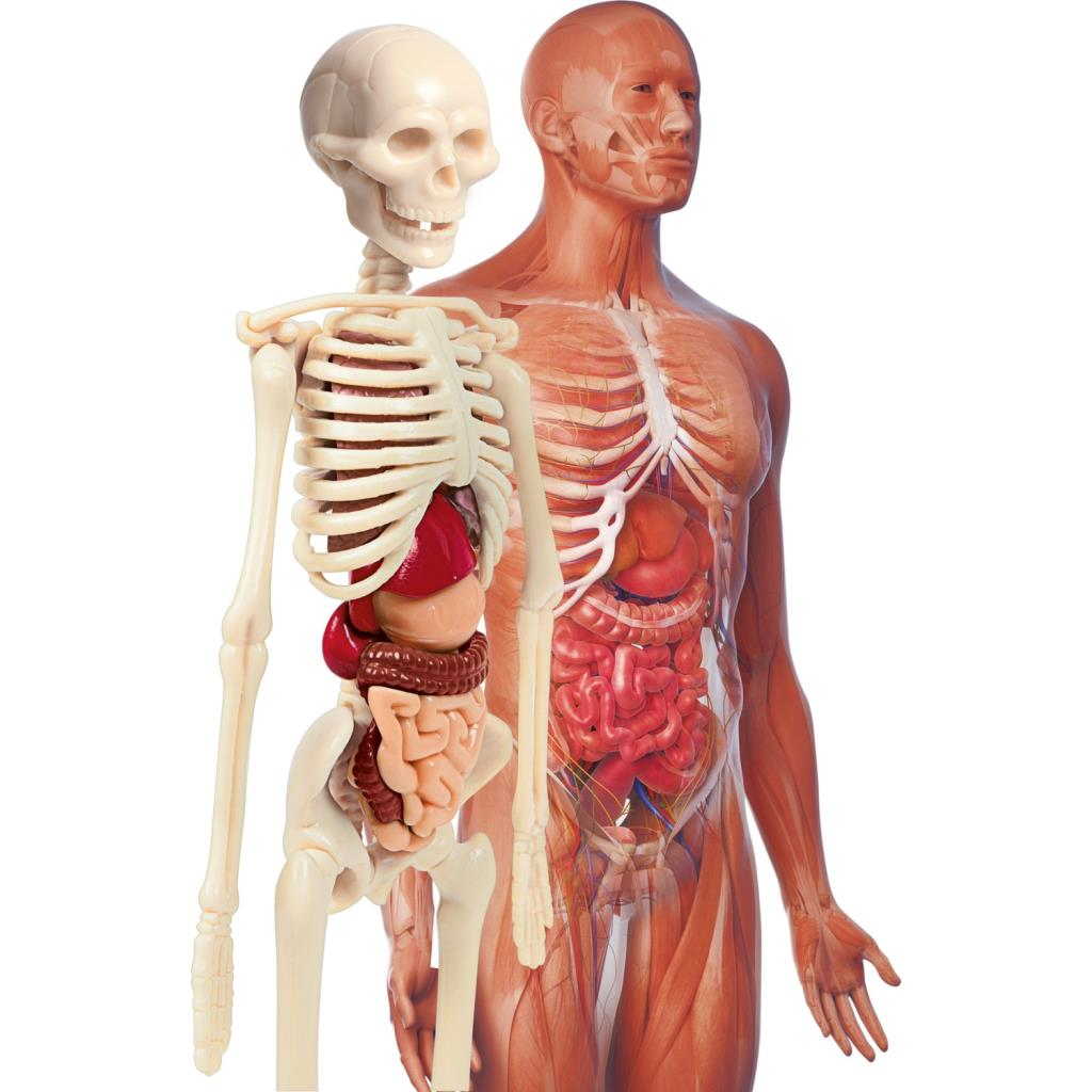 CLEMENTONIİlk Keşiflerim İnsan Anatomis 64297